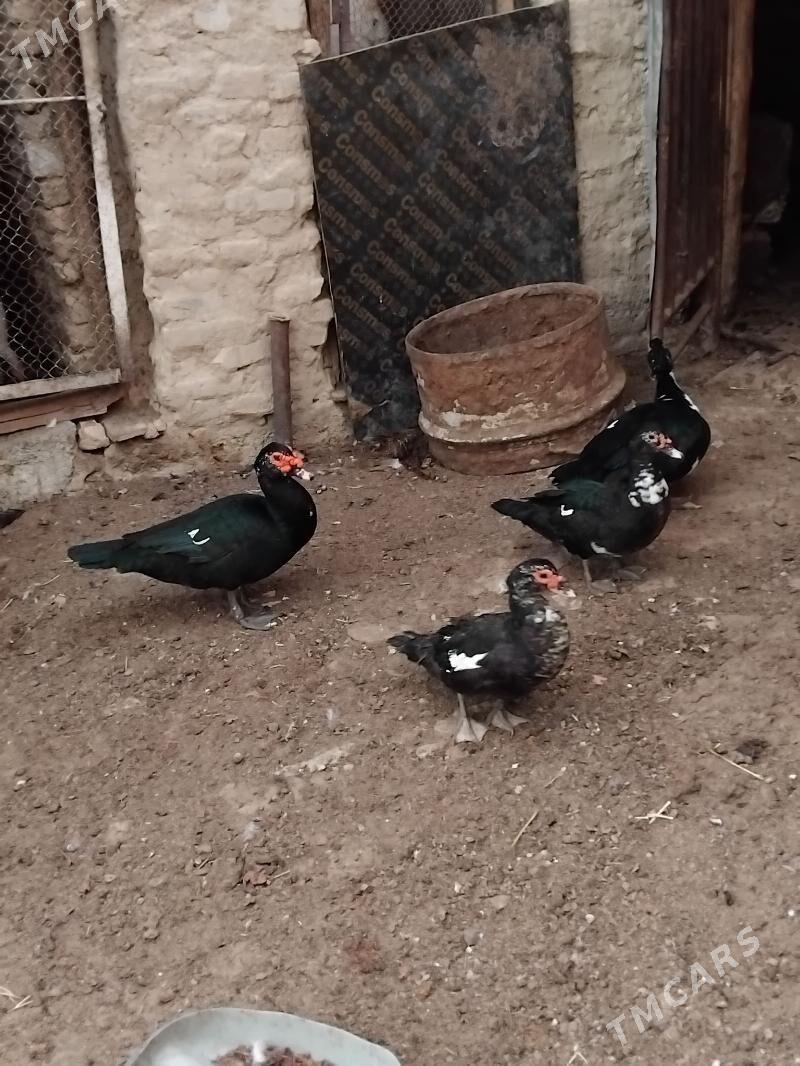 indawutga - Hitrowka - img 2