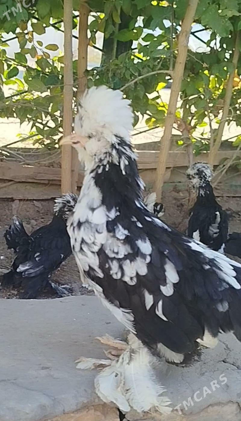 КАРЕЙ ЯПОНСКИЙ - Туркменабат - img 5