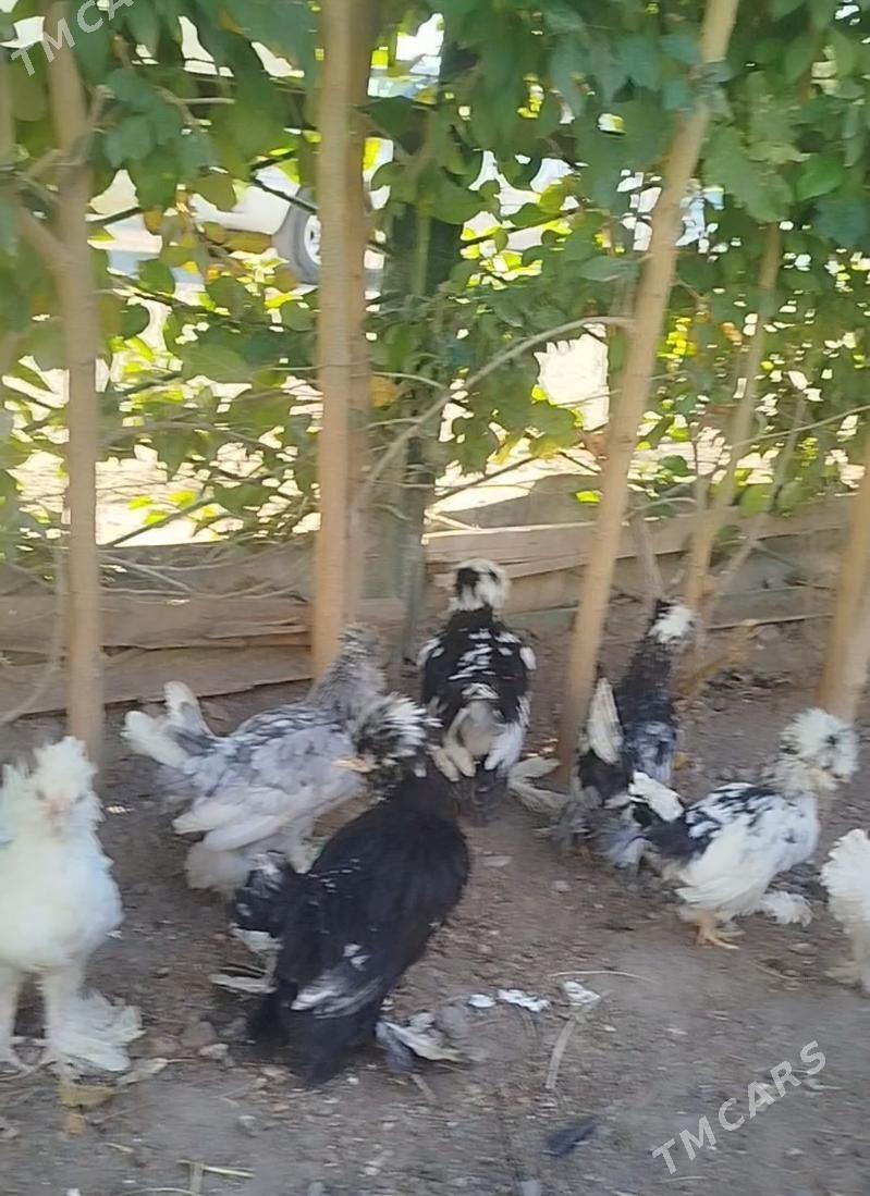 КАРЕЙ ЯПОНСКИЙ - Туркменабат - img 3