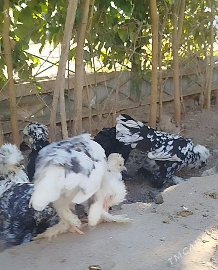 КАРЕЙ ЯПОНСКИЙ - Туркменабат - img 4