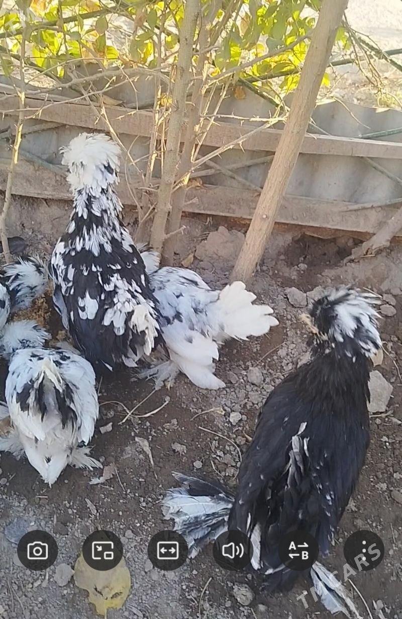 КАРЕЙ ЯПОНСКИЙ - Туркменабат - img 2