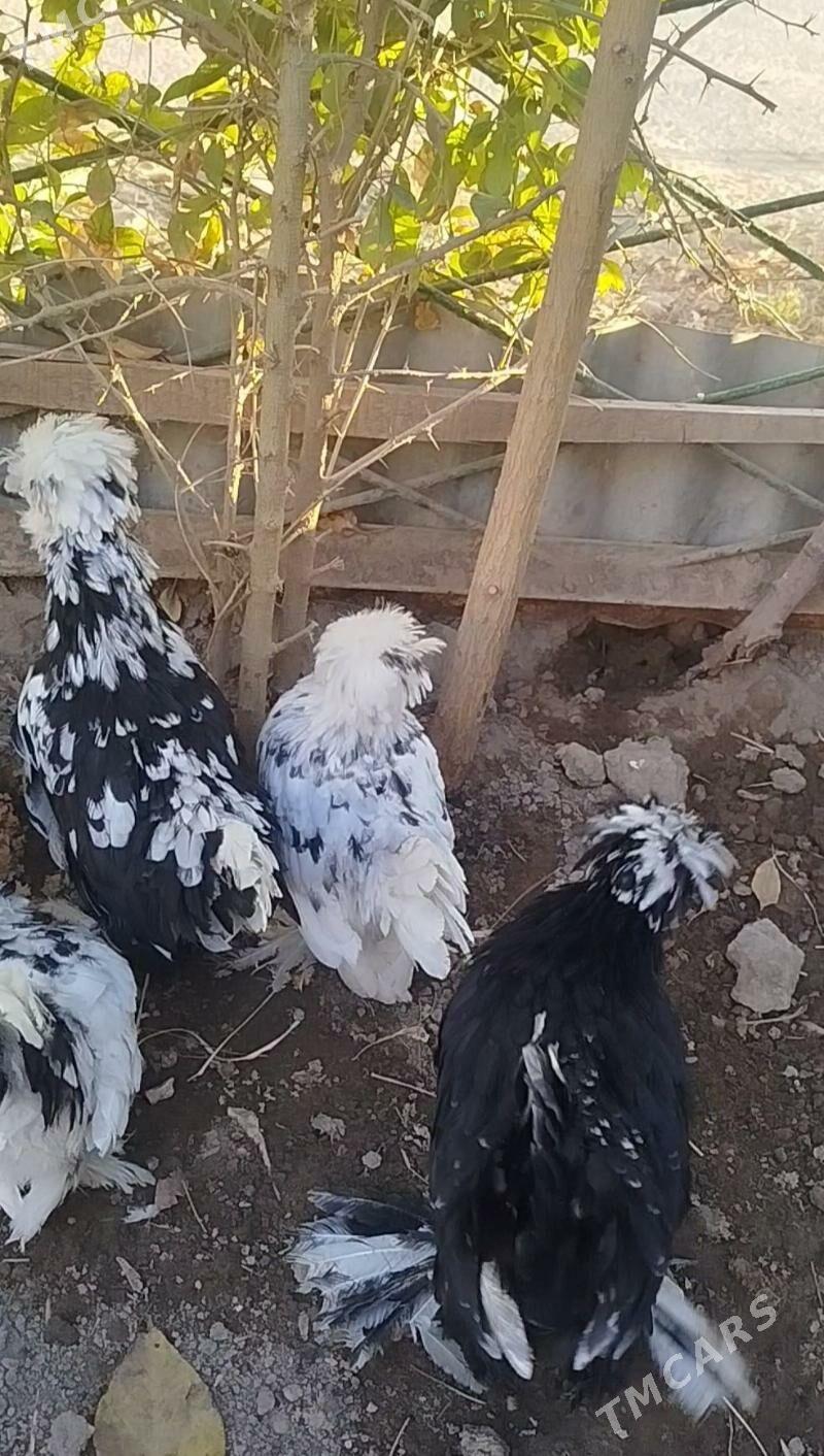 КАРЕЙ ЯПОНСКИЙ - Туркменабат - img 1