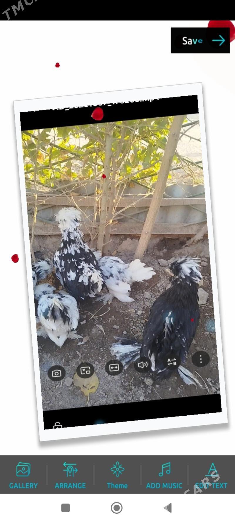 КАРЕЙ ЯПОНСКИЙ - Туркменабат - img 7