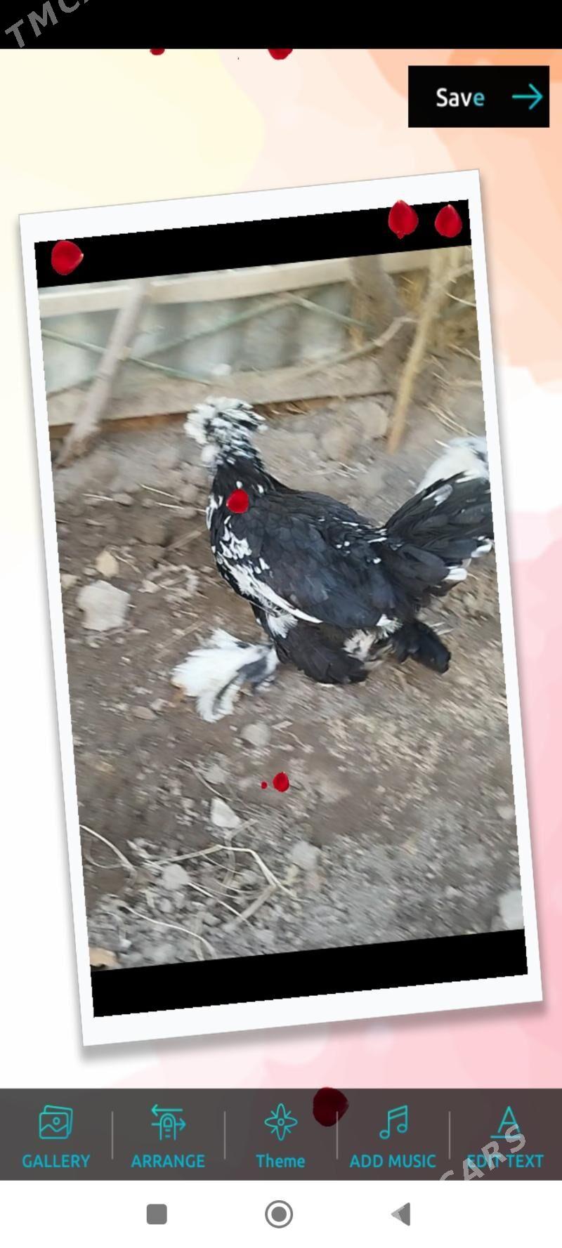 КАРЕЙ ЯПОНСКИЙ - Туркменабат - img 6