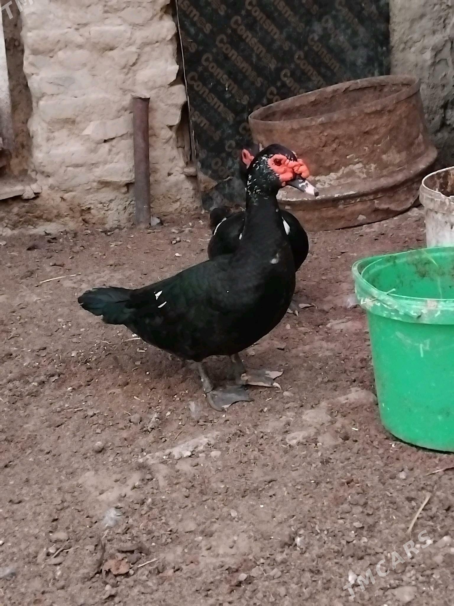 indawutga - Hitrowka - img 1