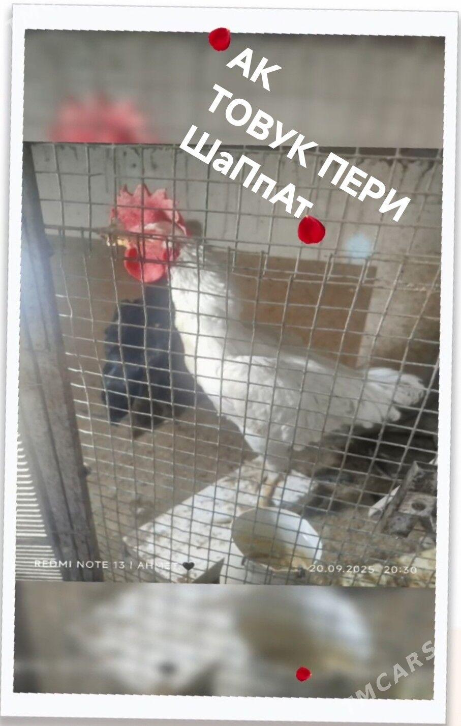 towuk - Туркменабат - img 1