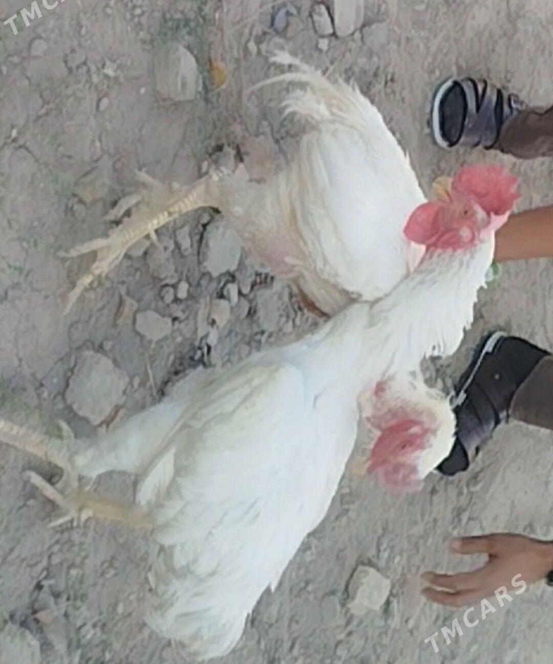 towuk - Туркменабат - img 5