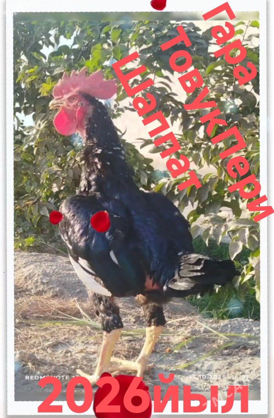 towuk - Туркменабат - img 2