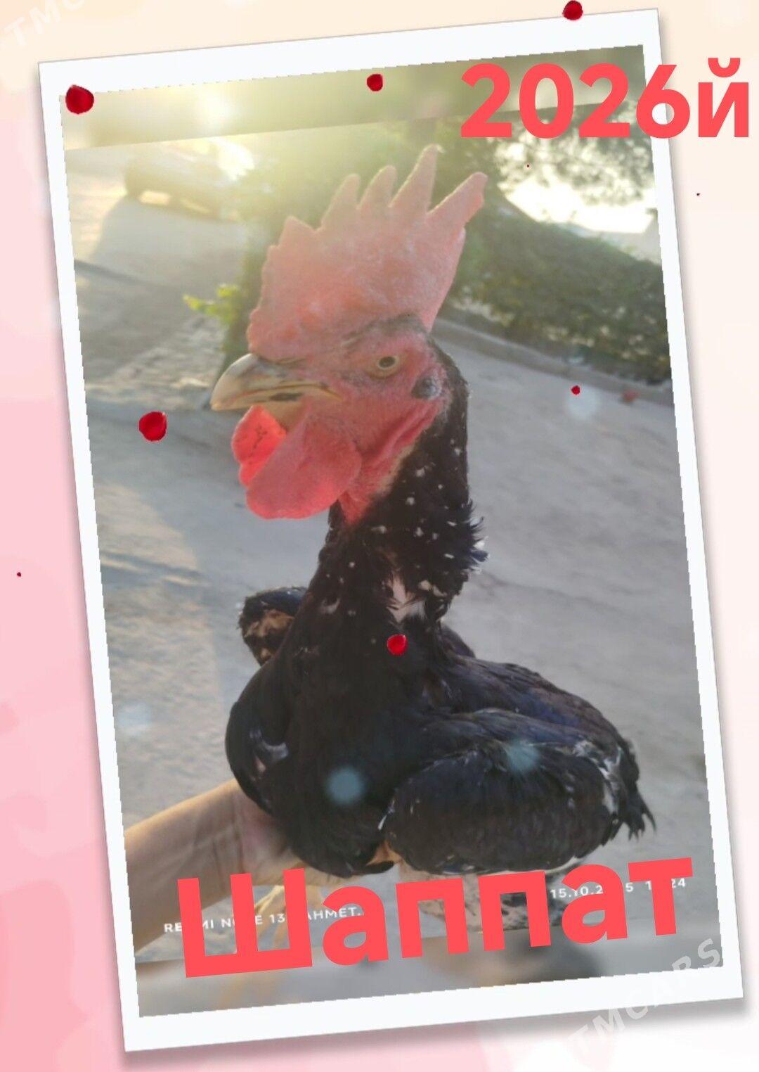 towuk - Туркменабат - img 3