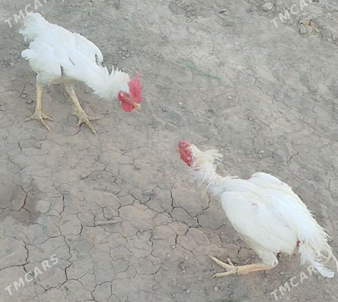 towuk - Туркменабат - img 6