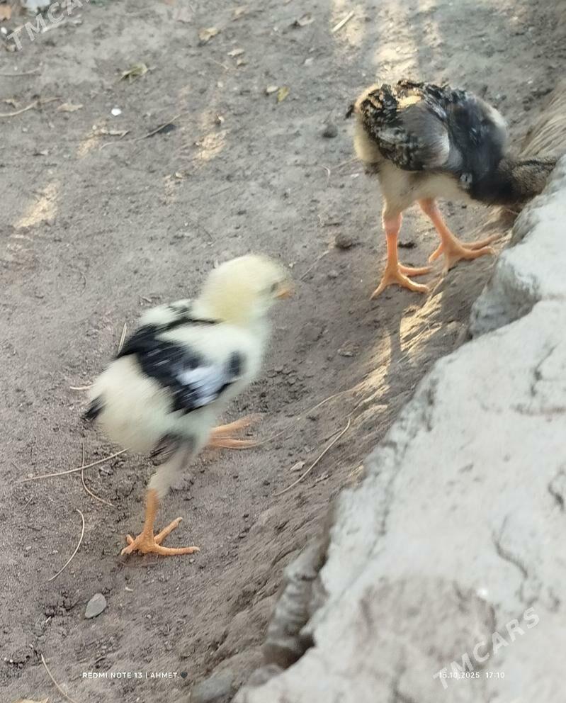 towuk - Туркменабат - img 9