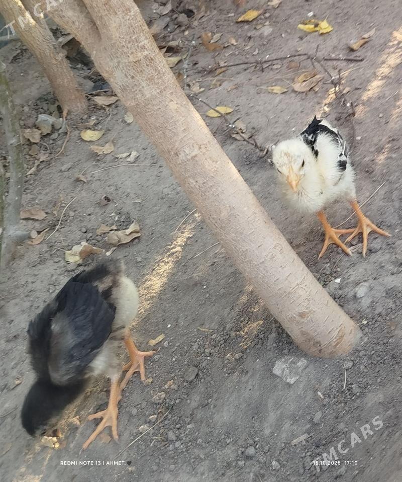 towuk - Туркменабат - img 8