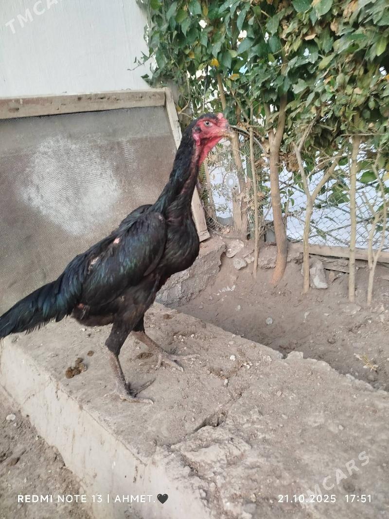 towuk - Туркменабат - img 4