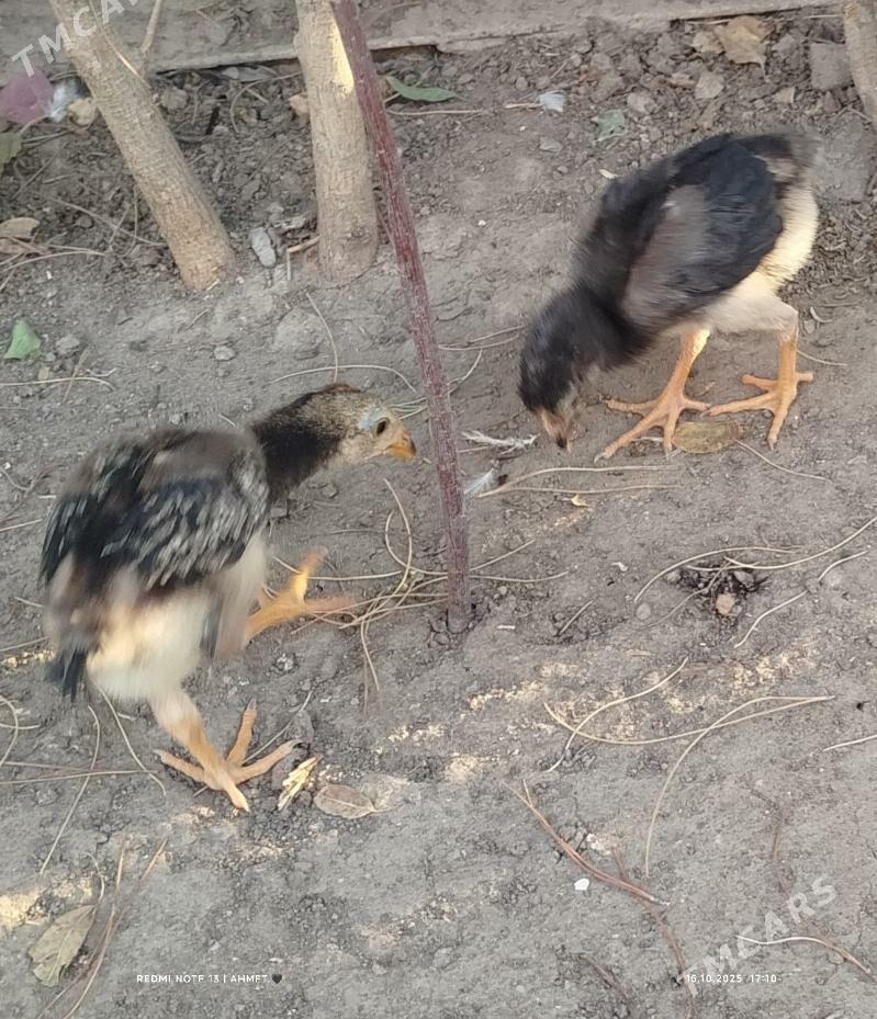 towuk - Туркменабат - img 7