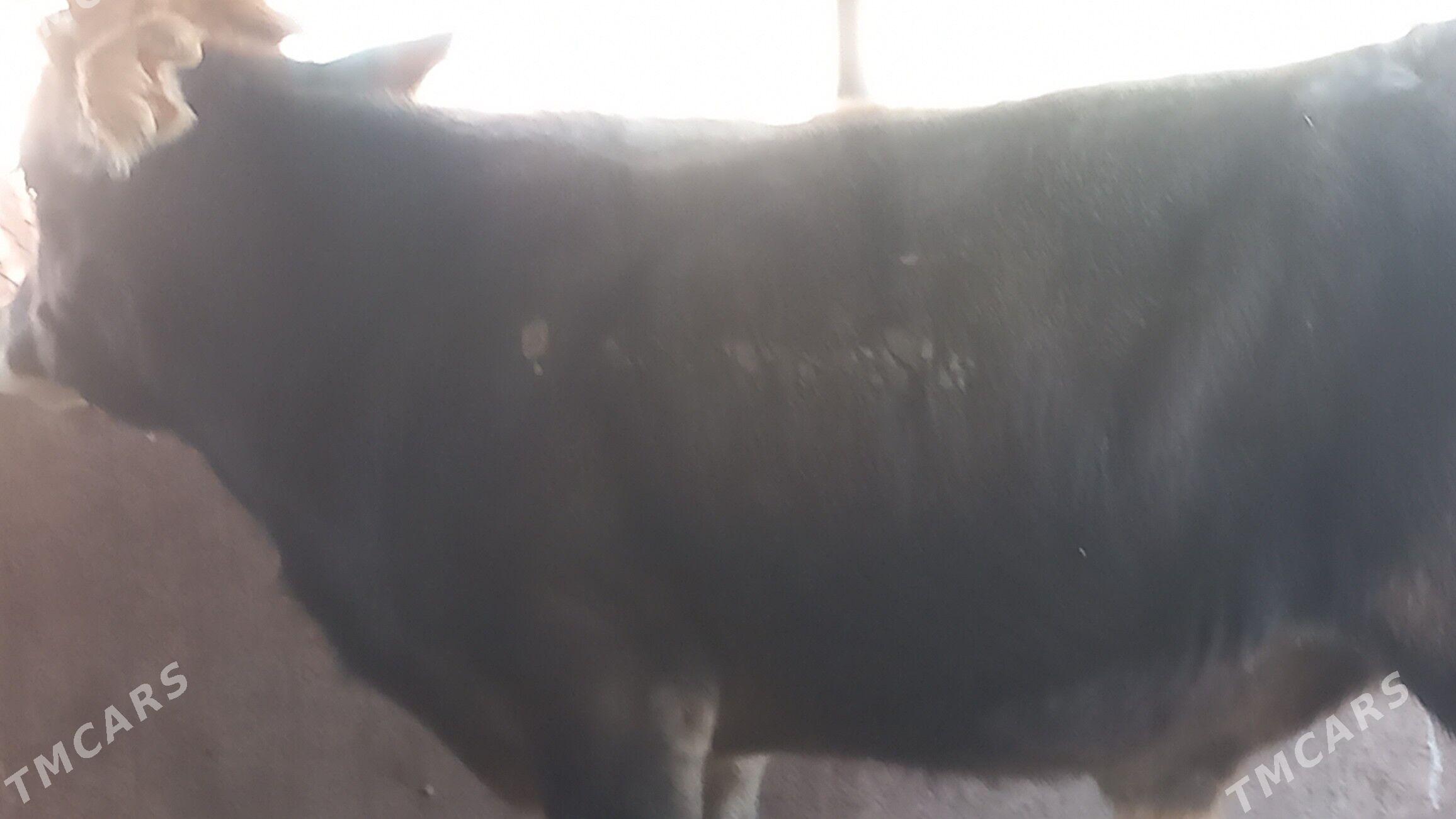 okuz - Gumdag - img 3