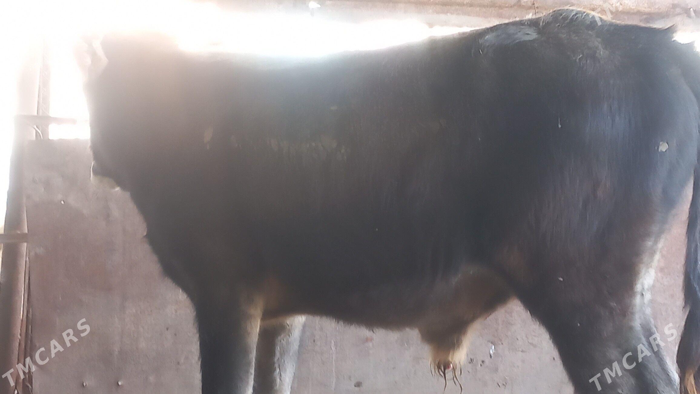 okuz - Gumdag - img 1