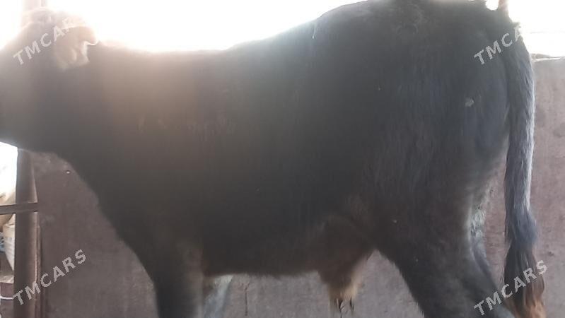 okuz - Gumdag - img 2