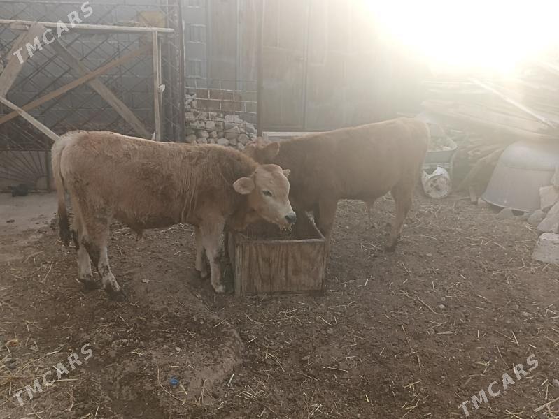 okiz - Balkanabat - img 1