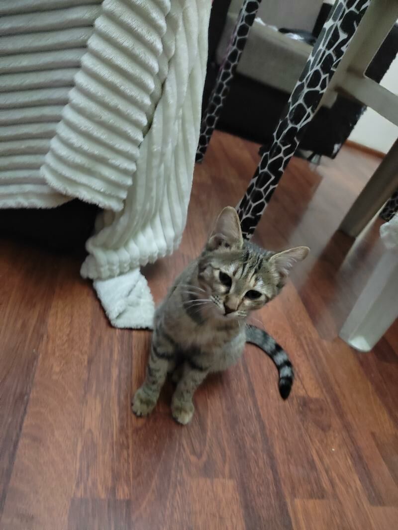 отдаю девочку - Ашхабад - img 4