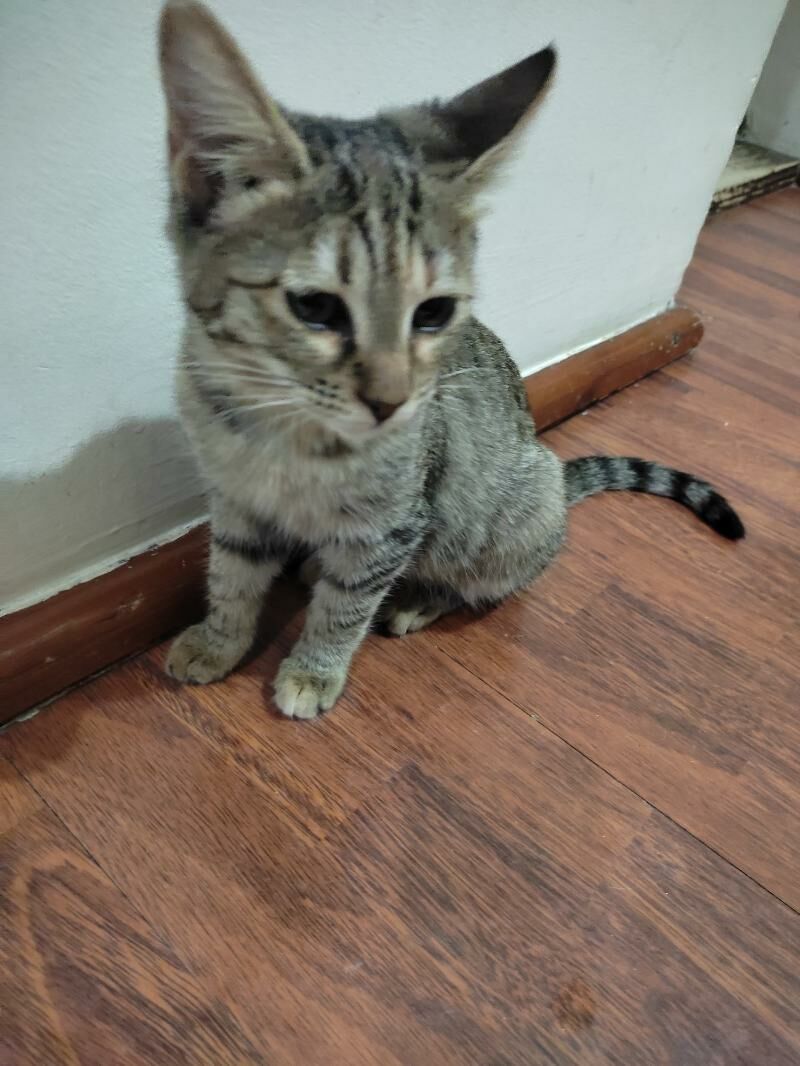 отдаю девочку - Ашхабад - img 3