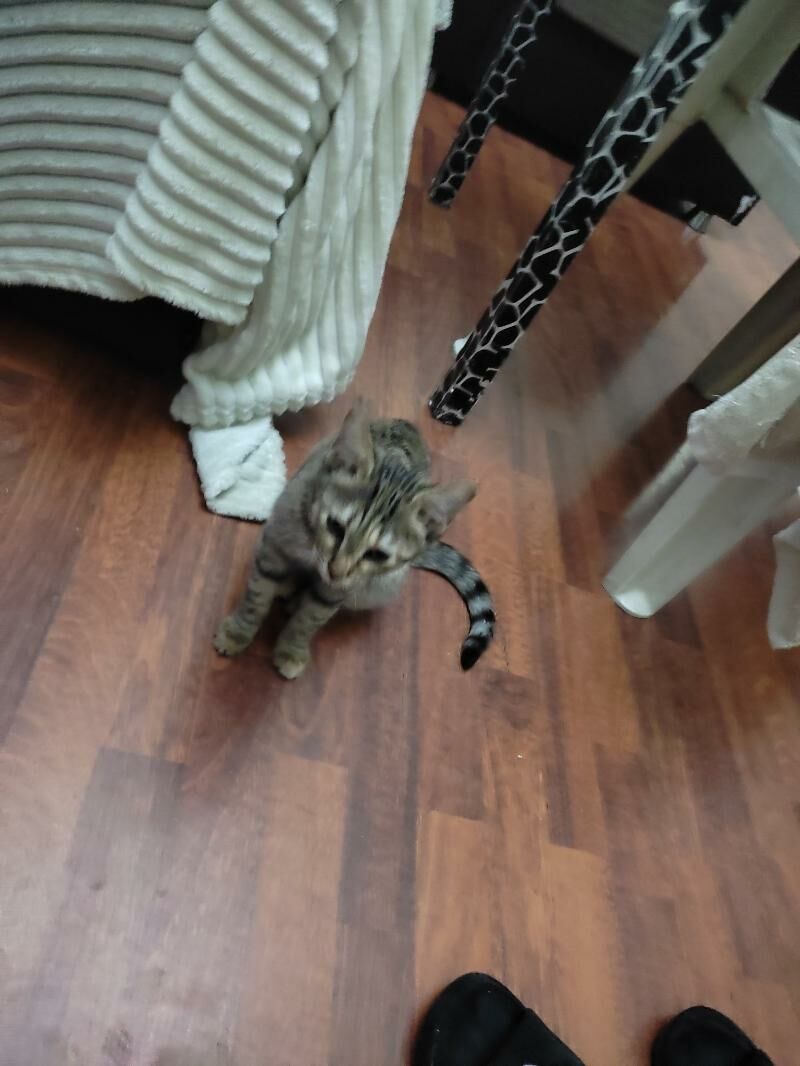 отдаю девочку - Ашхабад - img 5