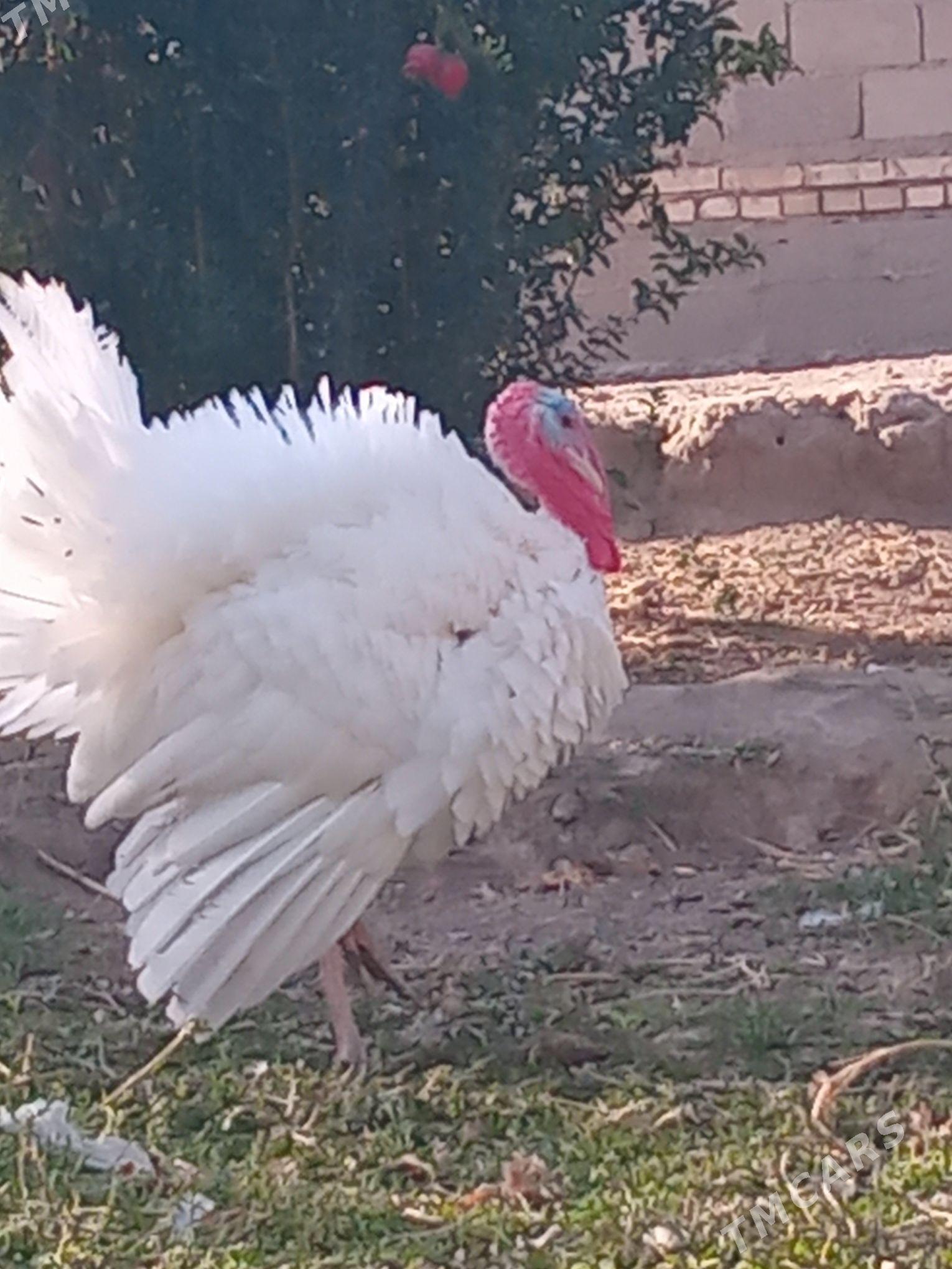 induk horaz - Кака - img 3