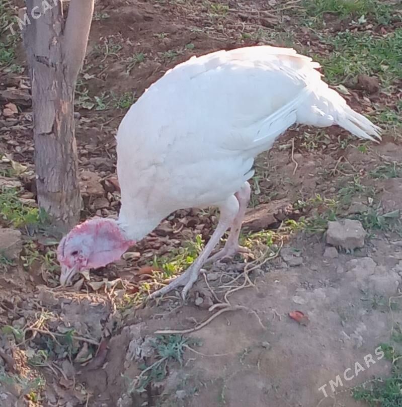 induk horaz - Кака - img 4