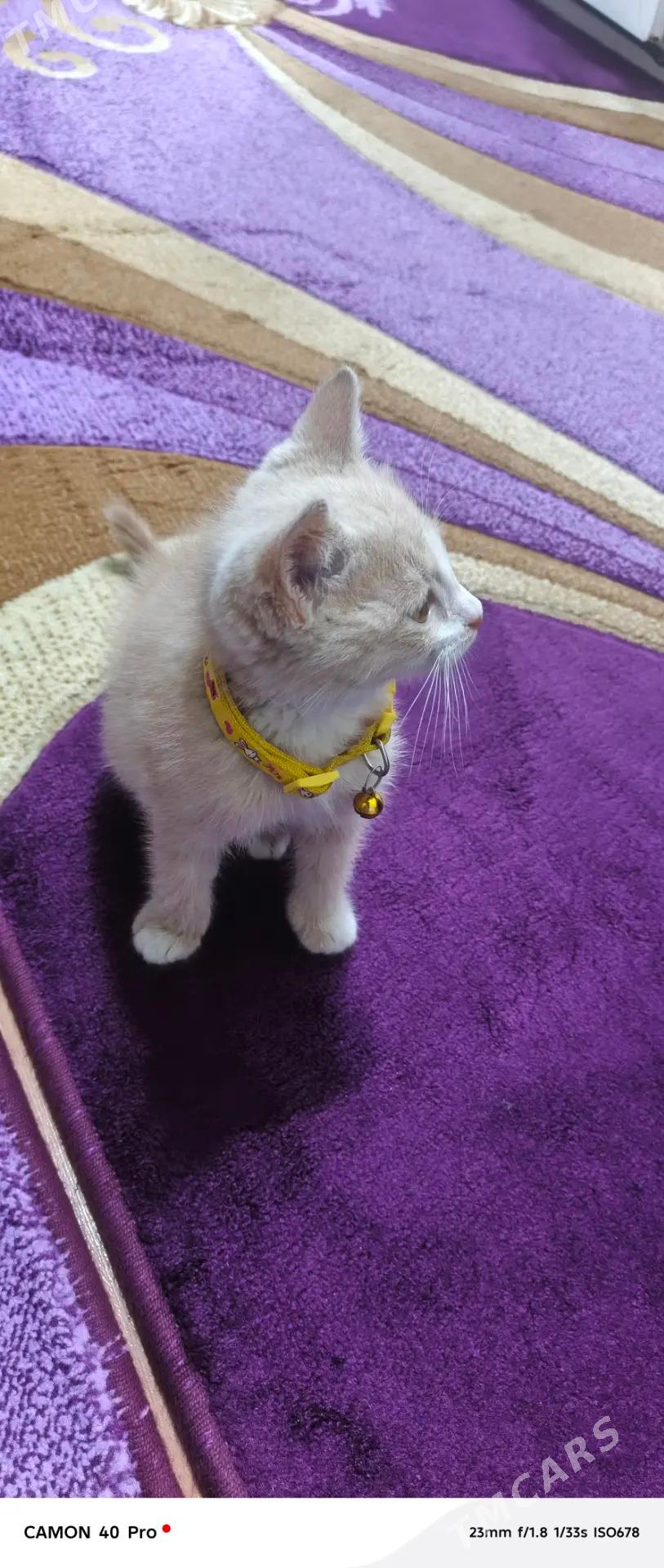 Pisik 2 aylyk parado satlant - Aşgabat - img 2