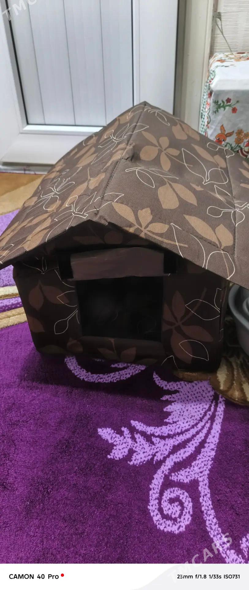 Pisik 2 aylyk parado satlant - Aşgabat - img 6