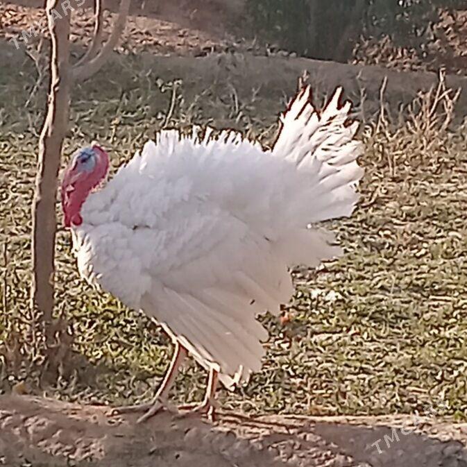 induk horaz - Кака - img 2