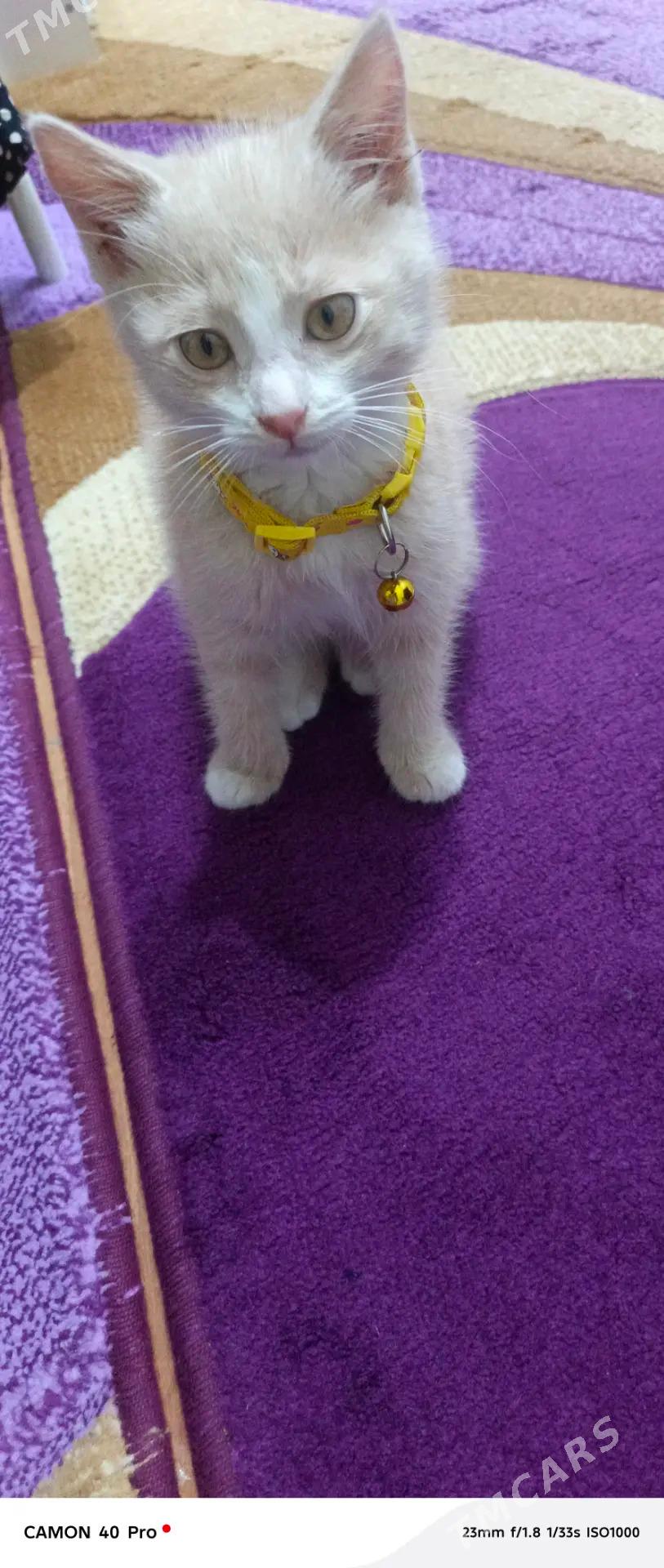 Pisik 2 aylyk parado satlant - Aşgabat - img 3