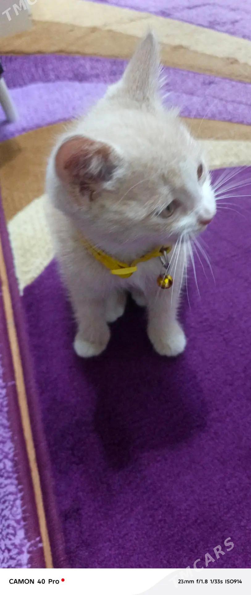 Pisik 2 aylyk parado satlant - Aşgabat - img 4