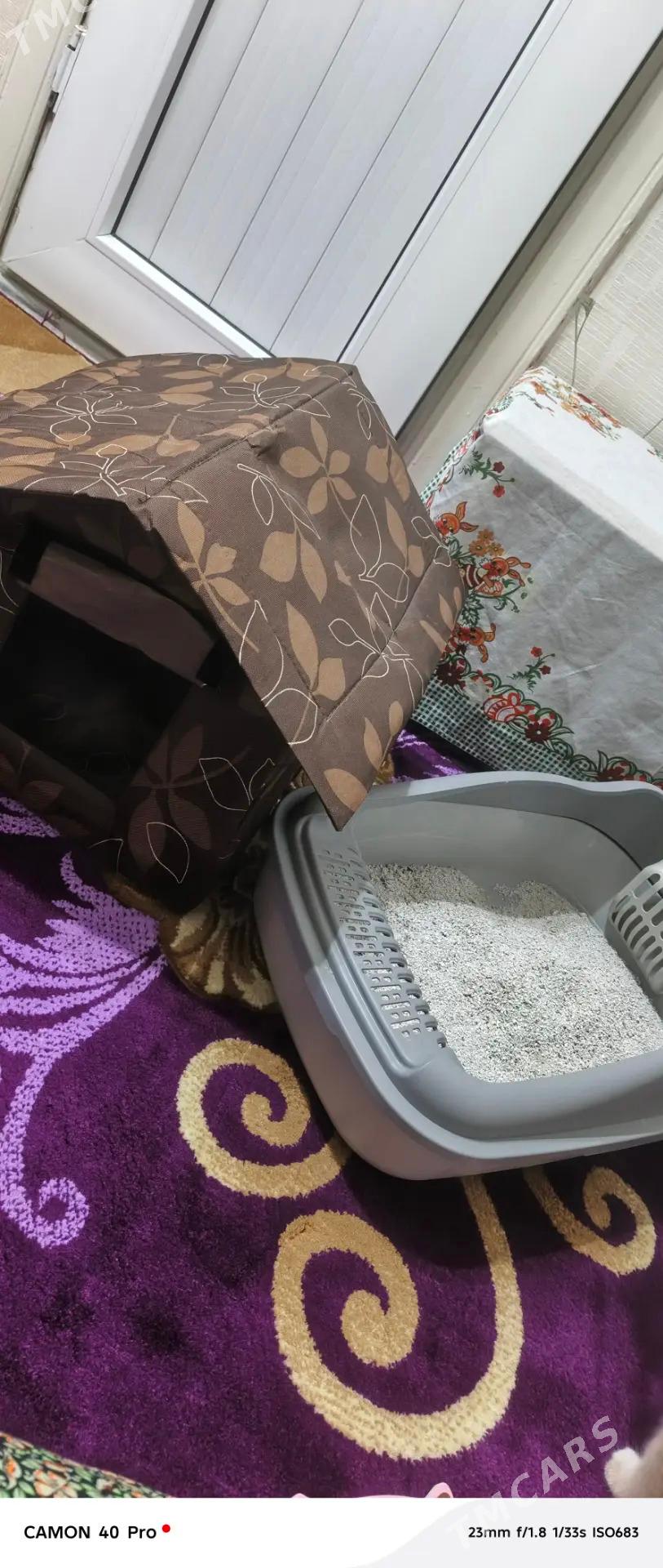 Pisik 2 aylyk parado satlant - Aşgabat - img 5