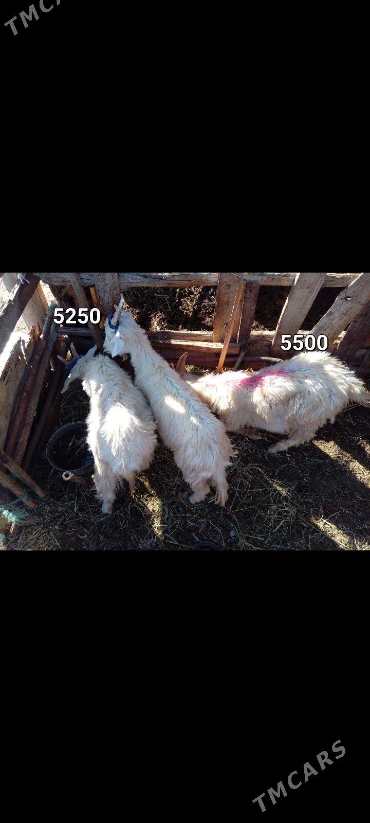 GECI CEBIS AKJA - Мары - img 2