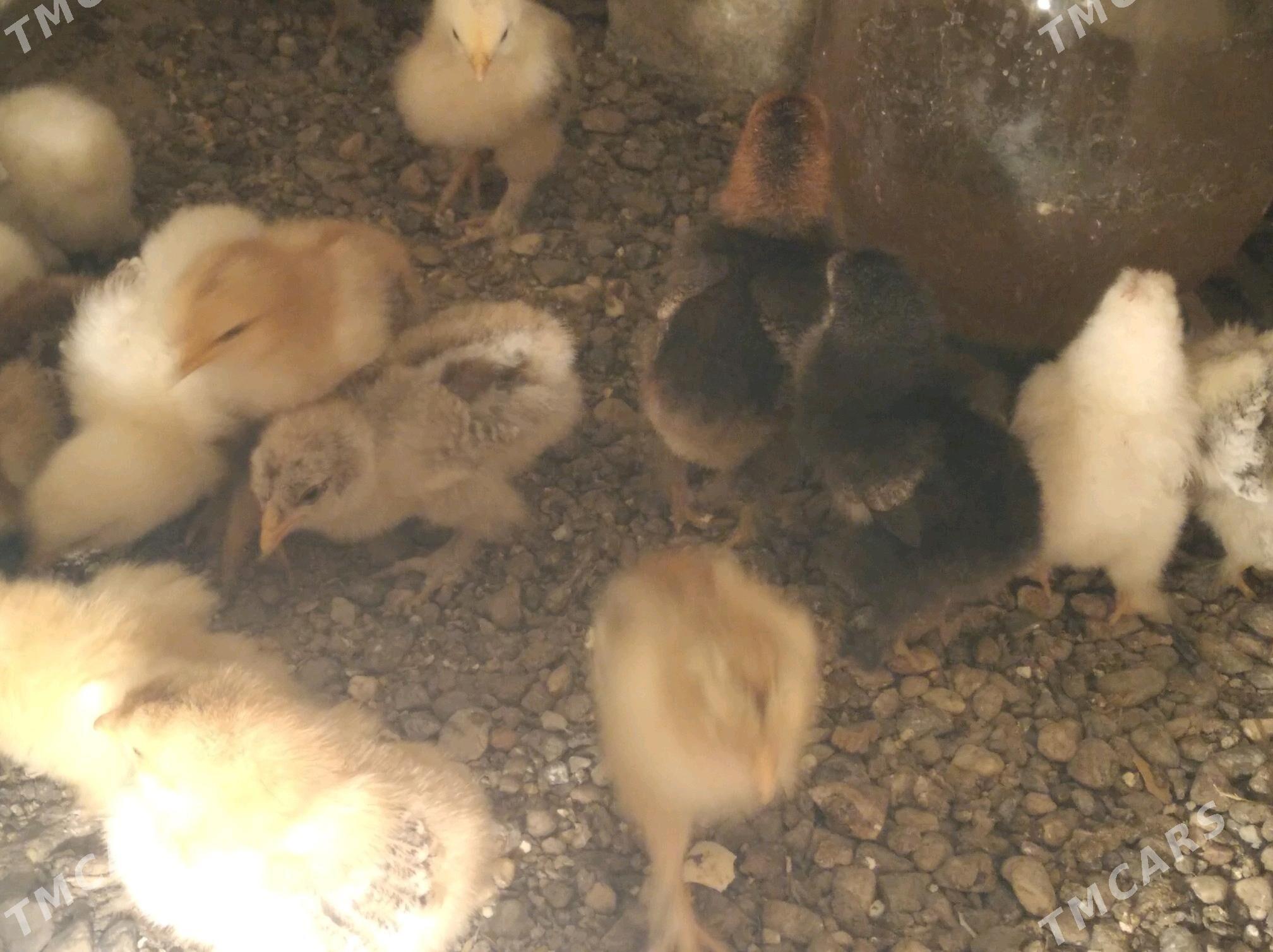 Juje - Gyzylarbat - img 2