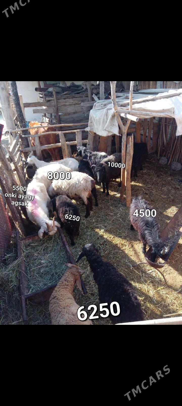 CEBISLER - Mary - img 3