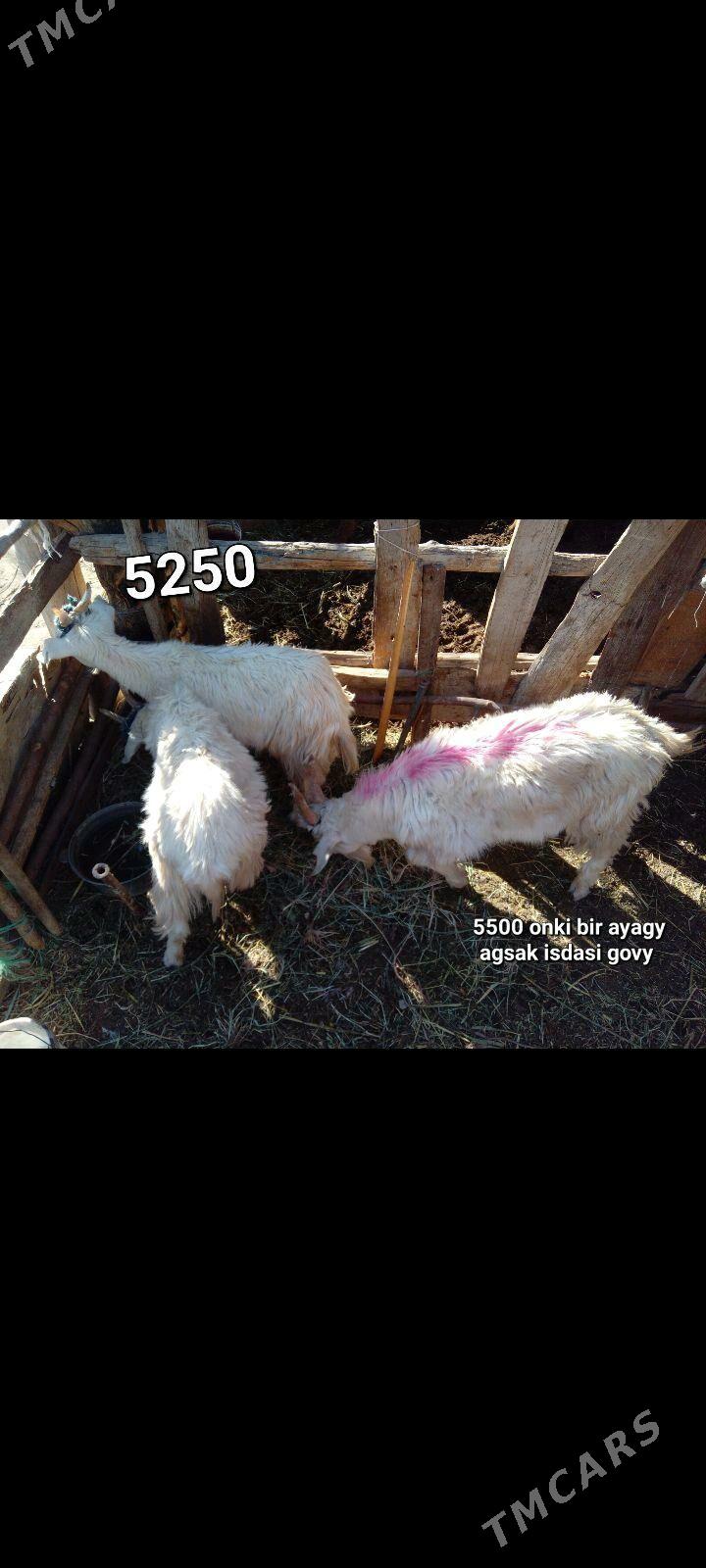 CEBISLER - Mary - img 4