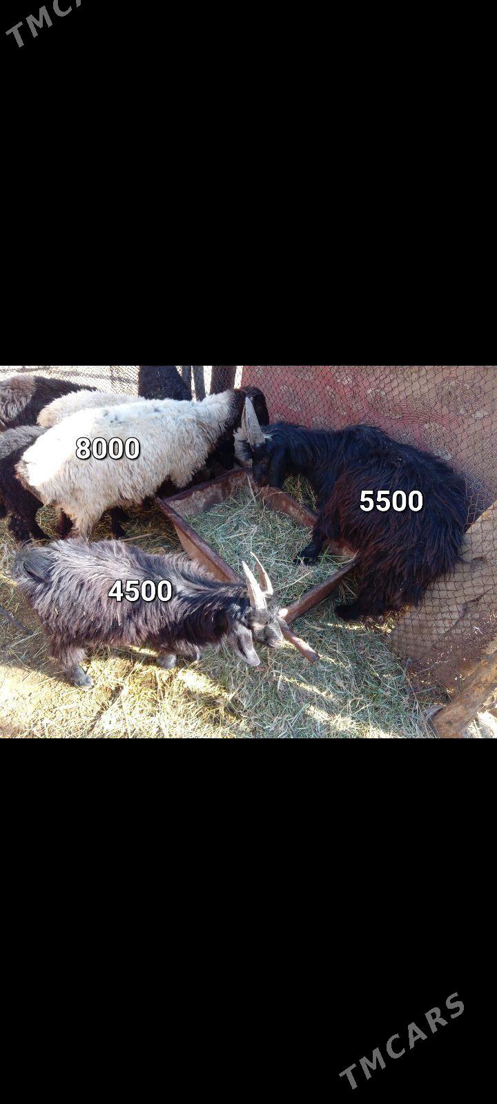 CEBISLER - Mary - img 2