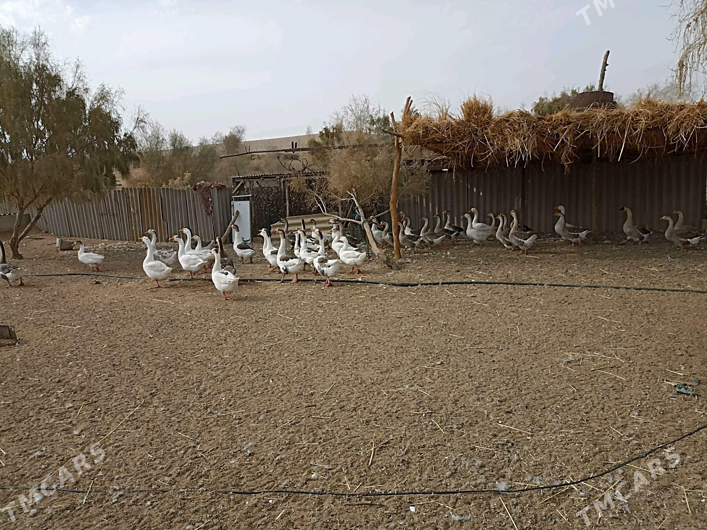 gaz yumurtgasy - Farap - img 2