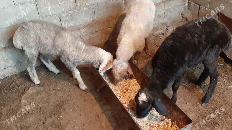 Goyunlar - Бузмеин - img 1