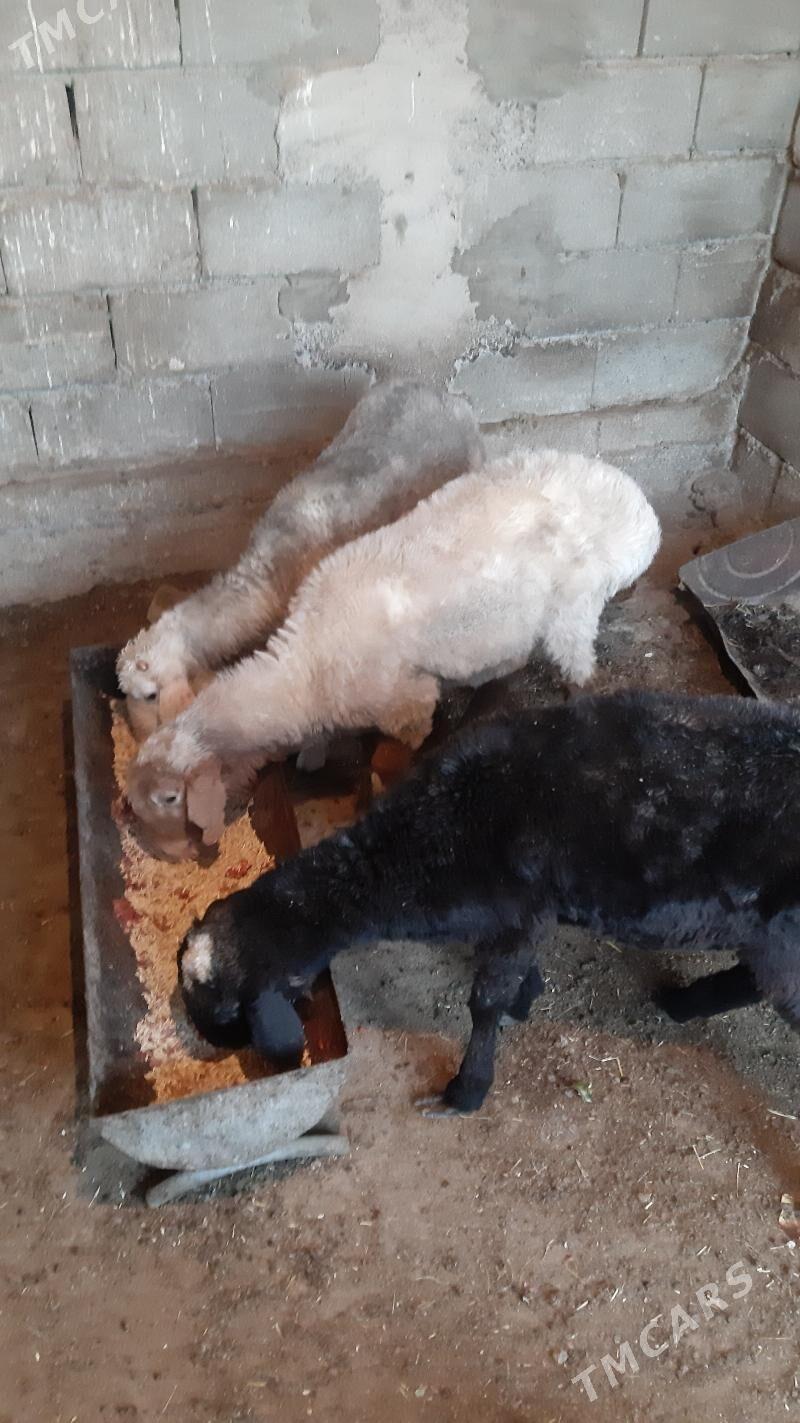 Goyunlar - Бузмеин - img 3