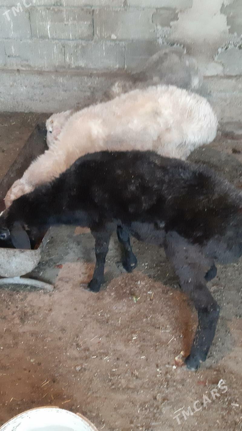 Goyunlar - Бузмеин - img 4