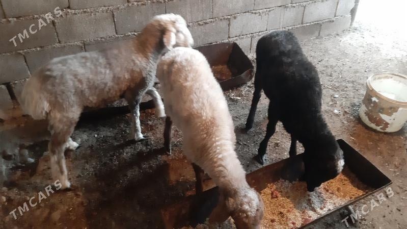 Goyunlar - Бузмеин - img 2