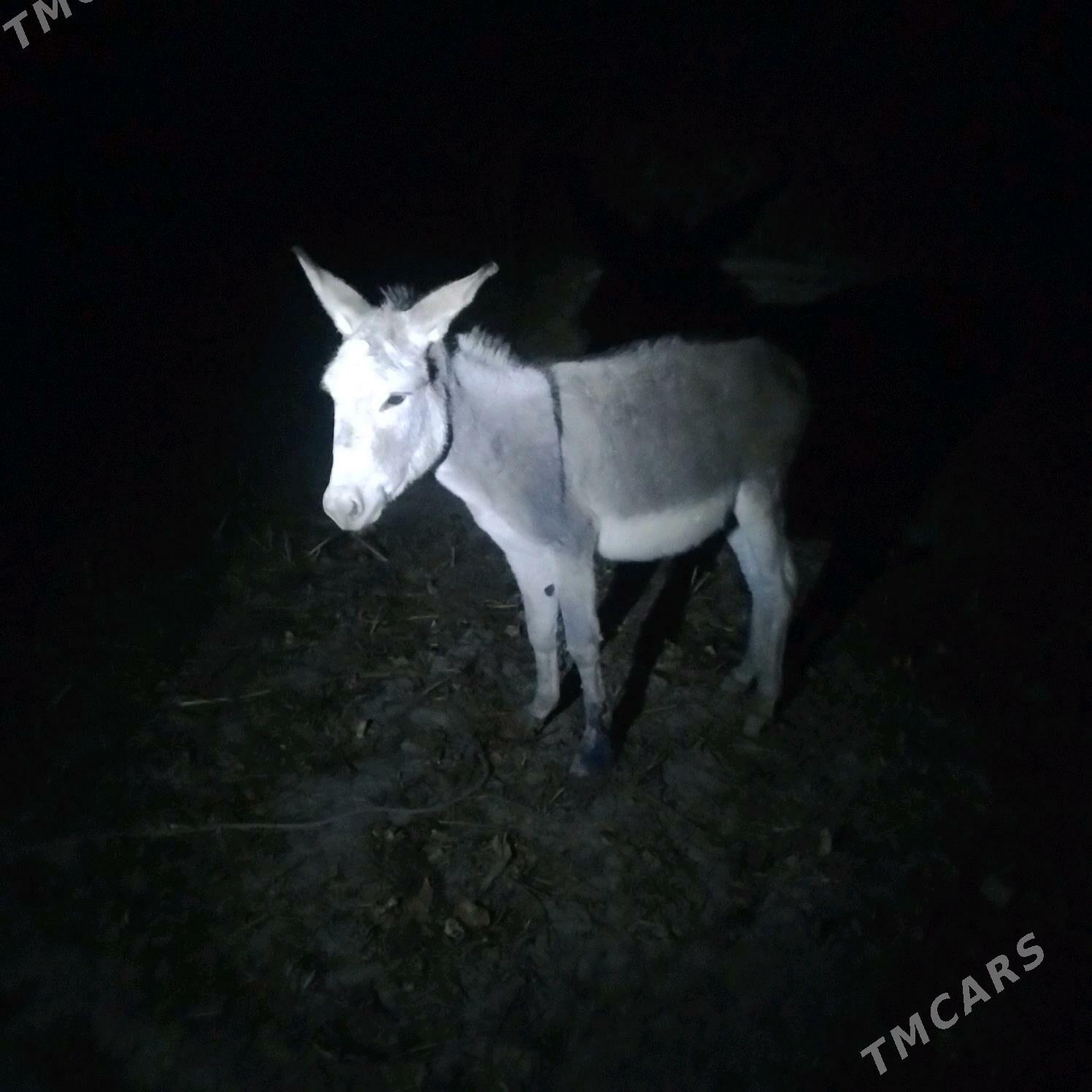 eşek - Gubadag - img 1