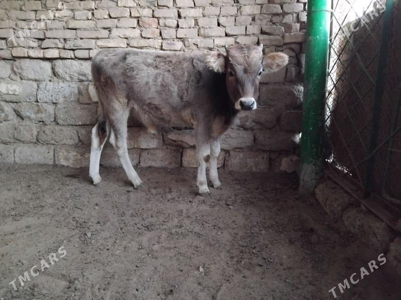 OKŪZ ŞWES TOHIM MAL - Aşgabat - img 1