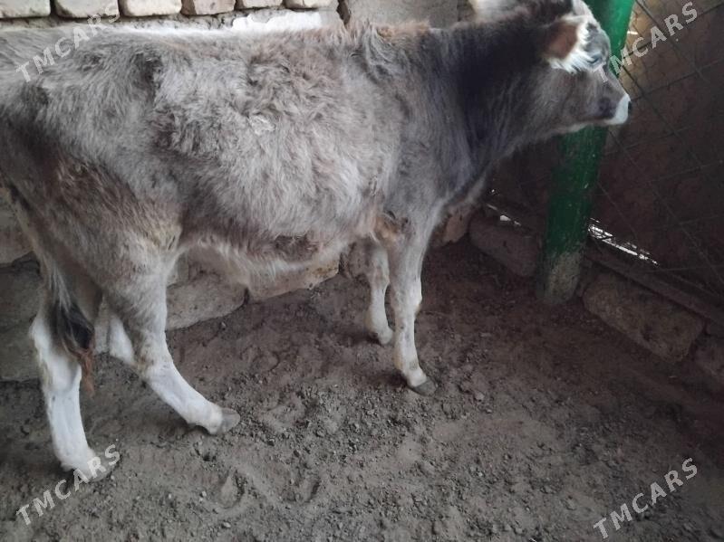 OKŪZ ŞWES TOHIM MAL - Aşgabat - img 3