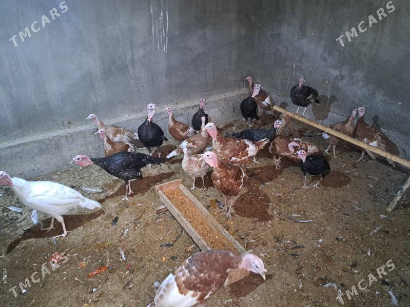 индюк - Türkmenabat - img 4