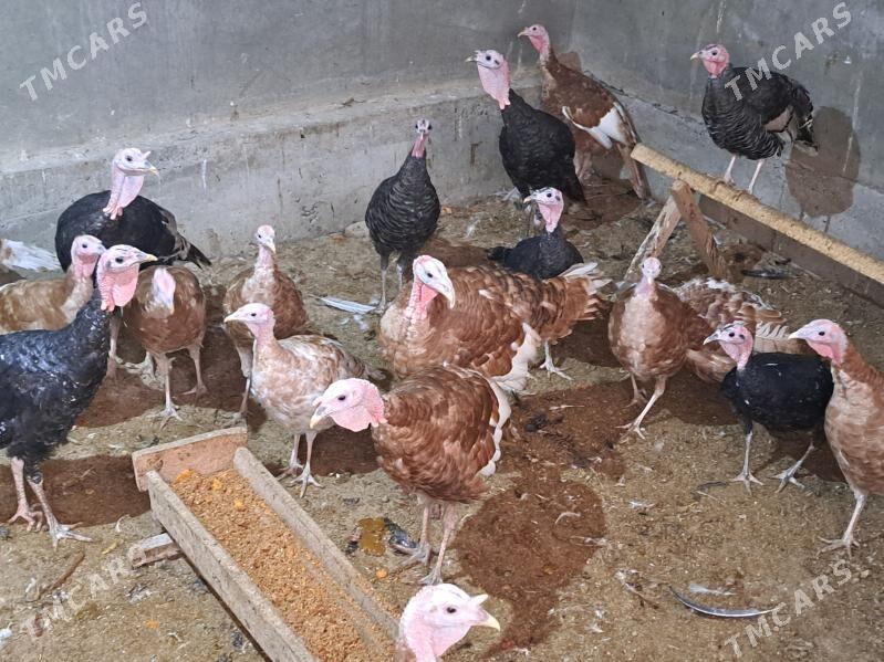 индюк - Türkmenabat - img 3