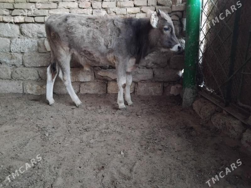 OKŪZ ŞWES TOHIM MAL - Aşgabat - img 2