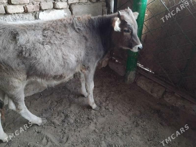 OKŪZ ŞWES TOHIM MAL - Aşgabat - img 4